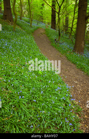 Eine englische Bluebell Holz bei Rivacre Country Park in Ellesmere Port, Cheshire, England, Großbritannien Stockfoto