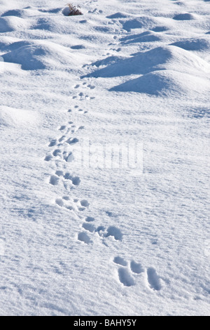 Kaninchen-Spuren im Schnee oberhalb Moor im Swaledale, North Yorkshire Stockfoto