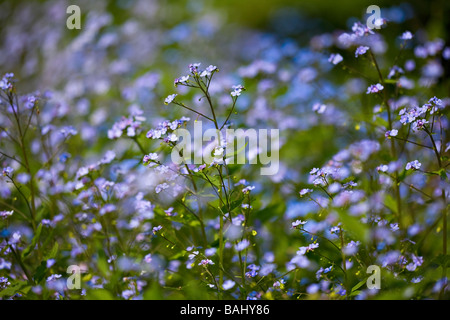 Brunnera macrophylla - Vergiss Mein Nicht - Blumen in voller Blüte im Frühjahr Stockfoto