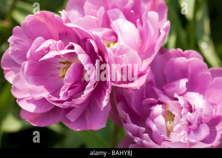 Nahaufnahme von Doppel lila Tulpen Tulpe 'Perfektion' in der Blüte im Frühjahr in Sussex, UK Stockfoto