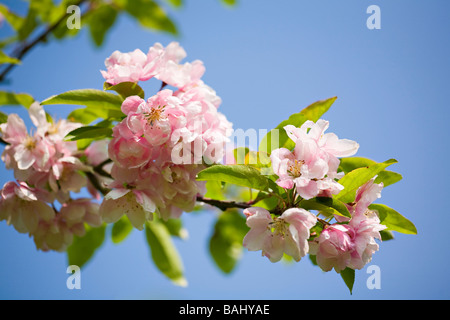 Apple Blüten (Malus californica 'Riversii') in der Blüte gegen einen klaren blauen Himmel im Frühjahr. Sussex, UK Stockfoto