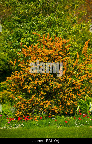 Darwins Berberitze (Berberis darwinii) Strauch blüht mit atemberaubenden orangen Blüten im Frühling. Großbritannien Stockfoto