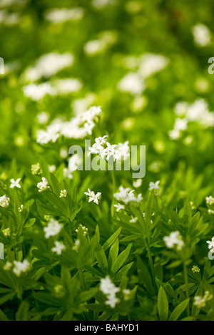 Die weißen Blüten der süßen Waldmeister (galium Odoratum) Kraut in der Blüte im Frühjahr. Sussex, UK Stockfoto