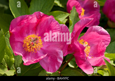 Rosa chinesischen Baumpäonie Blumen in voller Blüte im Frühjahr in Sussex, UK Stockfoto