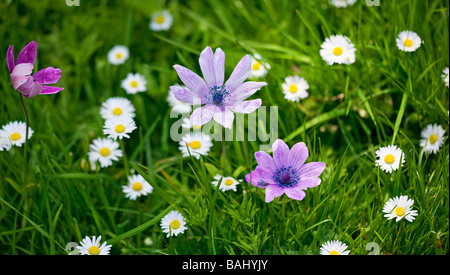 Einen Abschnitt eines Englischen wildflower Meadow in der Blüte im Frühjahr. Sussex, UK Stockfoto