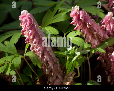 Gemeinsame Toothwort Lathraea squamaria Stockfoto