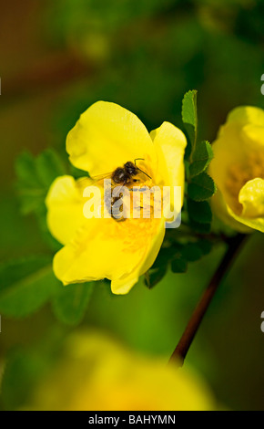 Eine einzelne Honigbiene (Apis mellifera) sammeln Pollen von Canary Bird Rosen (Rosa xanthina) im Frühjahr in Sussex, UK Stockfoto