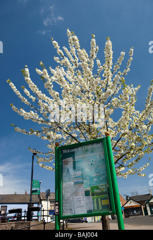 UK Gloucestershire Forest of Dean Cinderford The Triangle Kirsche Blütenbaum im Frühling blühen Stockfoto