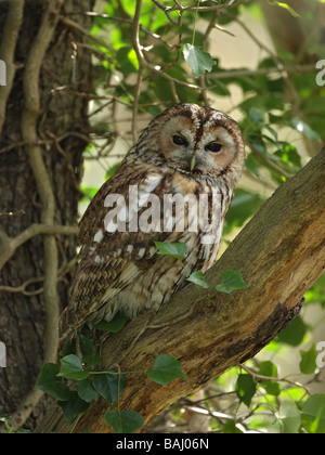 Tawny Eule, Strix Aluco thront Baumstamm auf Toten Ast Stockfoto