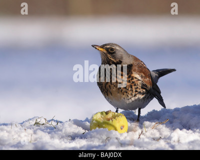 Wacholderdrossel, Turdus Pilaris, Fütterung auf einen Apfel im Schnee Stockfoto