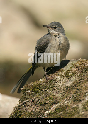 Graue Bachstelze, Motacilla Cinerea, juvenile sitzt auf Felsen Stockfoto