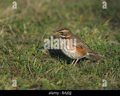 Redwing, Turdus Iliacus, auf der Suche nach Nahrung in kurzen Rasen Stockfoto