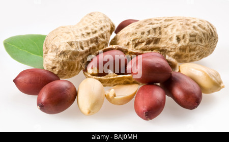 Erdnuss mit Schoten und Blätter auf einem weißen Hintergrund Stockfoto