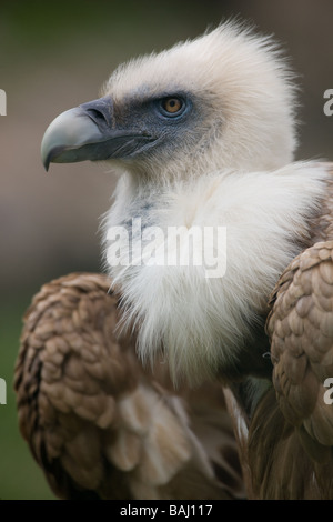 Griffon Vulture Closeup - abgeschottet fulvus Stockfoto