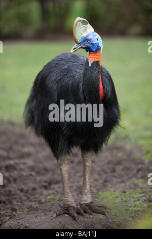 nördlichen Single Flecht-Kasuar - Casuarius unappendiculatus Stockfoto