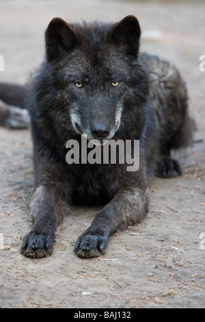 Mackenzie Tal Wolf oder Alaskan Timber Wolf Canis Lupus occidentalis Stockfoto