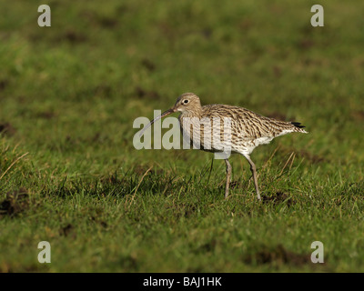 Brachvogel Numenius Arquata, Fütterung im Feld Stockfoto