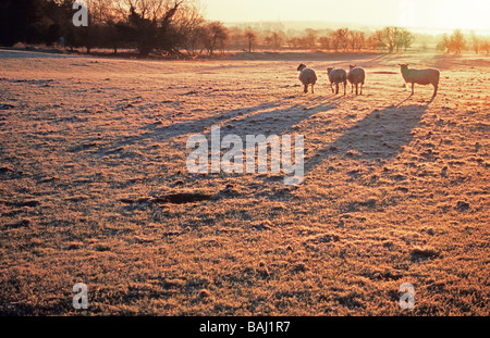 Schafe in einem frostigen Feld in Oxfordshire-England Stockfoto