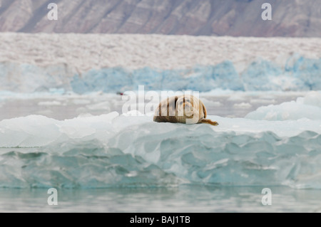 Bärtige Dichtung sitzt auf einem schwimmenden Eis vor einem Gletscher Spitzbergen-pack Stockfoto