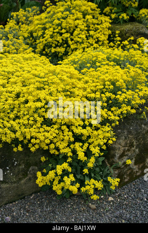 Gold Alyssum, Korb aus Gold oder Gold Dust, Aurinia Inselbogens, Brassicaceae, ursprünglich aus Asien und Europa Stockfoto