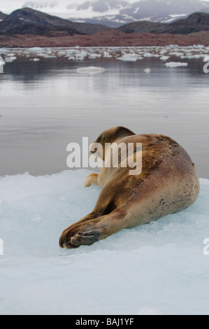 Bärtige Dichtung Erignathus Barbatus ruht auf einer Packung von Eis Spitzbergen Stockfoto