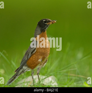 Amerikanischer Robin mit Insekt im Schnabel Stockfoto