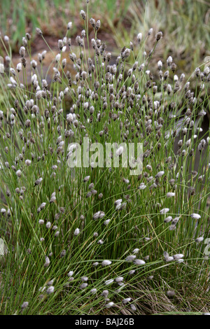 Hares-Tail, Wollgras, Grasbüschel Wollgras oder ummantelt Cottonsedge, Wollgras Vaginatum, Cyperaceae, Europa und gemäßigten Asien Stockfoto