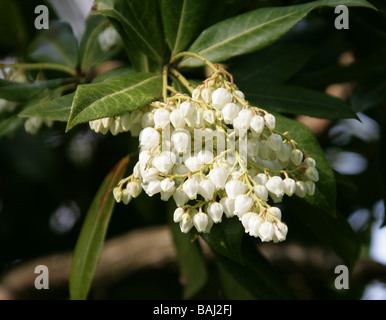 Chinesische Pieris oder Himalayan Pieris, Pieris Formosa var. Forrestii, Ericaceae, China und Himalaya Stockfoto