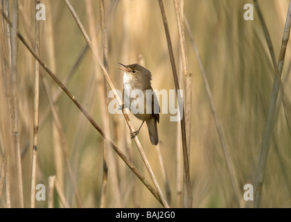 Im Schilf am Schinken Wand RSPB Reed Warbler singen Stockfoto