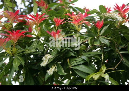 Chinesische Pieris oder Himalayan Pieris, Pieris Formosa var. Forrestii, Ericaceae, China und Himalaya Stockfoto