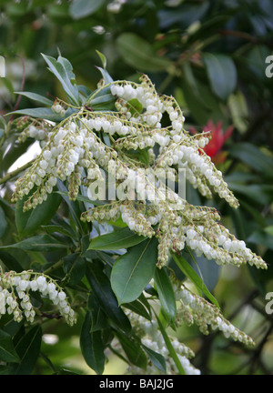 Chinesische Pieris oder Himalayan Pieris, Pieris Formosa var. Forrestii, Ericaceae, China und Himalaya Stockfoto