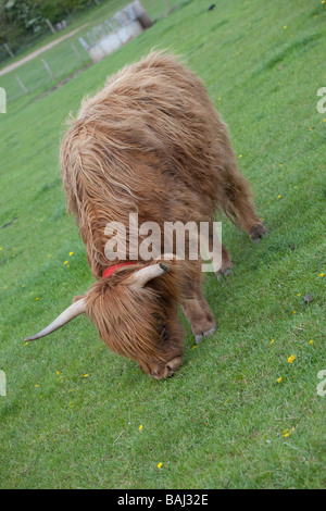 Hochlandrinder auf einer Farm in Weiden Stockfoto