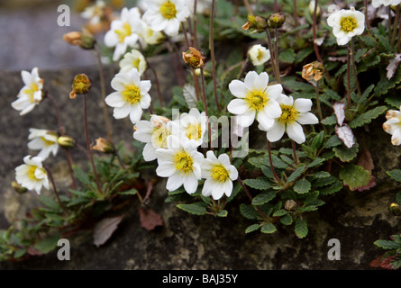Mountain Avens, Dryas Octopetala, Rosengewächse, Europa und Nordamerika. Britische wilde Blume. Stockfoto