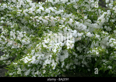 Blühende Mandelbäume Zwerg aka chinesischen Bush Berry, Prunus Glandulosa 'Alba Plena' Rosengewächse Stockfoto