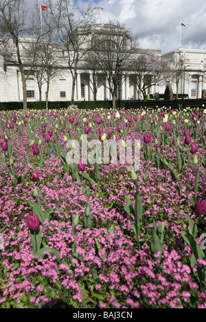 Stadt von Cardiff, Südwales. Lila Tulpe Betten in Gorsedd Gärten mit dem Cardiff Nationalmuseum im Hintergrund. Stockfoto