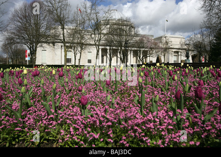 Stadt von Cardiff, Südwales. Lila Tulpe Betten in Gorsedd Gärten mit dem Cardiff Nationalmuseum im Hintergrund. Stockfoto