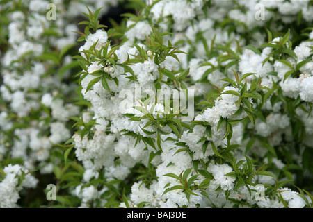 Blühende Mandelbäume Zwerg aka chinesischen Bush Berry, Prunus Glandulosa 'Alba Plena' Rosengewächse Stockfoto