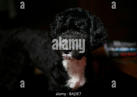 Ein schöne männliche Portugiesischer Wasserhund mit schwarzen und weißen Party mix Markierungen. Stockfoto