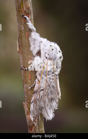 Puss Moth Cerura Vinula ruht auf Zweig Stockfoto