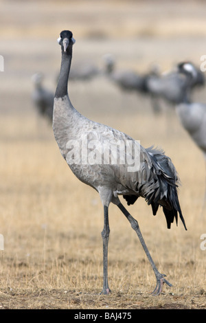 Kranich Grus Grus an Gallocanta Aragon Spanien Stockfoto