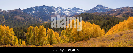 fallen Sie, Aspen und Sonora Pass Sierra Nevada in Kalifornien Stockfoto