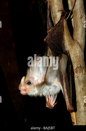 Ghost Bat, Macroderma Gigas, auch bekannt als der falsche Vampir-Fledermaus ist eine Fledermaus in Australien heimisch. Stockfoto