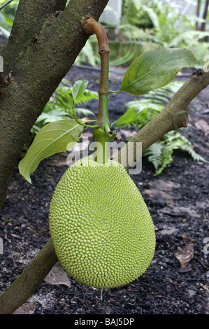 Jackfrucht, Artocarpus Heterophyllus. Stockfoto