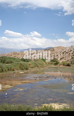 Feuchtgebiete in der Nähe von Molinos, Provinz Salta, Argentinien Stockfoto