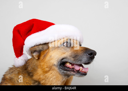 Deutscher Schäferhund trägt Weihnachtsmütze Stockfoto