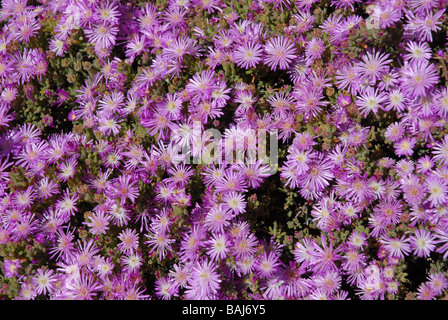 Lampranthus (Eis-Anlage) in Blüte, rosa Javea /Xabia, Provinz Alicante, Comunidad Valenciana, Spanien Stockfoto