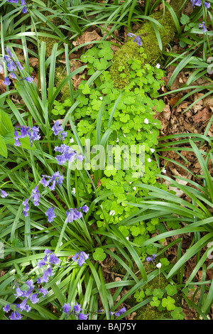 Sauerklee wächst unter den Glockenblumen, Frühjahr 2009 Stockfoto
