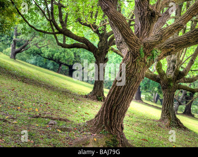 Tembusu Bäume am Steilhang Stockfoto