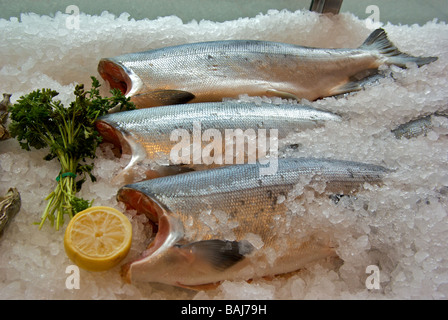 Chum Salmon ohne Köpfe auf crushed Ice für Verkauf im Fisch-Shop-Schaufenster Stockfoto