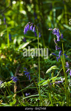 Glockenblumen Glockenblume Endymion Scilla Non Scriptus Non Scripta schließen sich England UK GB British Isles Stockfoto